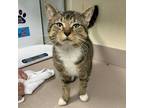 Adopt Galileo a Domestic Short Hair