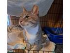 Adopt Barney a Domestic Short Hair