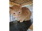 Adopt Kelce a Domestic Short Hair