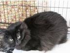 Adopt Patrick a Domestic Medium Hair