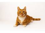 Adopt Tigger a Domestic Short Hair