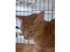 Adopt Travis a Domestic Short Hair