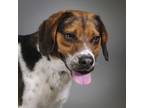 Adopt Hinkles a Beagle