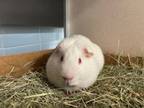 Adopt Polyester a Guinea Pig