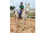 Adopt Arrow a Arabian, Quarterhorse