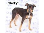 Adopt Rocky a Terrier