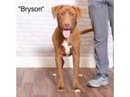 Adopt Bryson a Terrier, Shepherd