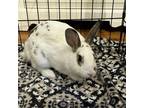 Adopt Chester Babbit a American