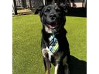 Adopt Marvin a Labrador Retriever, Shepherd