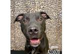 Adopt LYNOUS a Mixed Breed