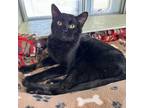 Adopt James a Domestic Short Hair