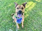 Adopt TIMON a German Shepherd Dog, Mixed Breed