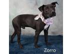 Adopt Zorro a Pit Bull Terrier