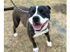 Adopt DIESEL a Pit Bull Terrier, Mixed Breed