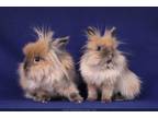 Adopt Dari & Demi (Bonded Pair) a Lionhead