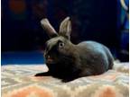 Adopt Midnight a Bunny Rabbit