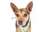 Adopt Wiley 11713 a Terrier