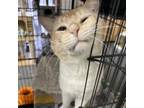 Adopt Banjo a Domestic Short Hair