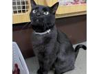 Adopt Percy a Domestic Short Hair