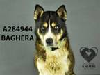 Adopt BAGHERA a Siberian Husky