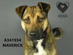 Adopt MAVERICK a Pit Bull Terrier, Rottweiler