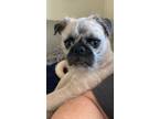 Adopt Frank a Brussels Griffon