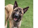 Adopt RANGER a German Shepherd Dog, Belgian Shepherd / Malinois
