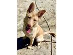 Adopt FRANK a Labrador Retriever, German Shepherd Dog