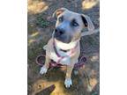 Adopt KEANU a Pit Bull Terrier, Mixed Breed