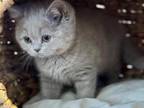 British Shorthair Kittens