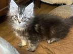 Female Maine Coon