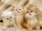 British Shorthair Kittens