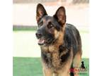 Adopt HAMMY- IN FOSTER a German Shepherd Dog
