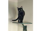 Adopt Umbra a Domestic Short Hair