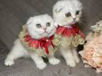 Scottish Folds