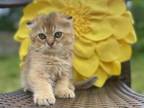 Scottish Folds