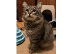 Adopt Tabby a Maine Coon, Domestic Long Hair