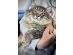 Adopt Percy a Maine Coon, Domestic Long Hair