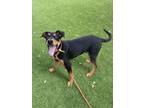 Adopt DIESEL a German Shepherd Dog, Doberman Pinscher