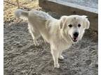 Adopt A131690 a Great Pyrenees
