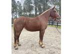 Belgian cross mare