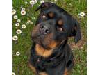 Adopt Willhouby a Rottweiler