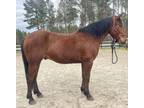 Percheron Qh cross