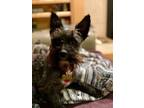 Adopt Coal a Schnauzer