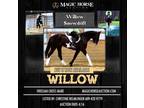 Willow Snowdrift~Flashy*Driving*Dressage*Foxhunt*Event*Trail Friesian X