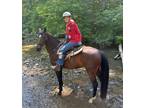 Missouri Foxtrotter- FINISHED Trail Horse