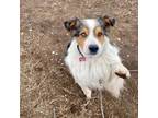 Adopt Weedle a Australian Shepherd, Great Pyrenees