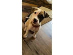 Adopt JACK a Labrador Retriever