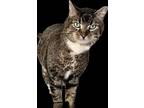 Adopt 2024-41-Harry Brown bonded with Linda Lee a Domestic Short Hair