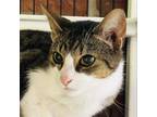 Adopt Mie Mie a Domestic Short Hair